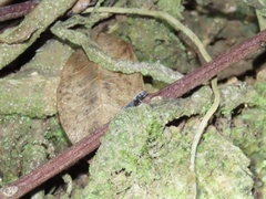 Platythyrea punctata