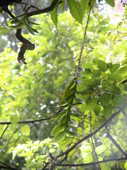 Thrixspermum pensile