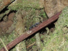 Platythyrea punctata