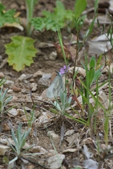 Dismorphiinae