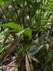 Phaius mishmensis