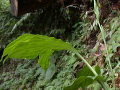 Phaius mishmensis