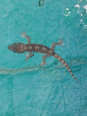 Hemidactylus angulatus