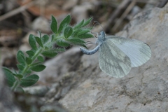 Dismorphiinae