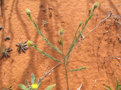 Pimelea trichostachya
