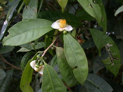 Camellia formosensis