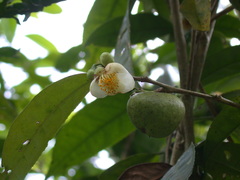 Camellia formosensis