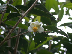 Camellia formosensis