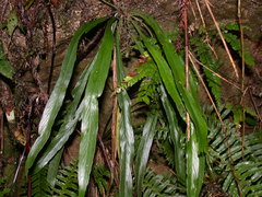 Asplenium ensiforme