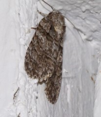 Acronicta increta