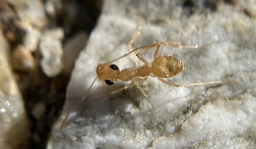 尤氏蜜罐蚁Myrmecocystus ewarti