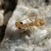 Ewart's Honeypot Ant - Photo (c) David Rankin, some rights reserved (CC BY-NC), uploaded by David Rankin