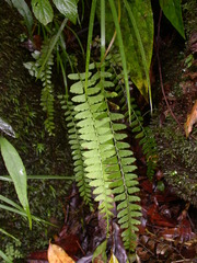 Osmolindsaea odorata