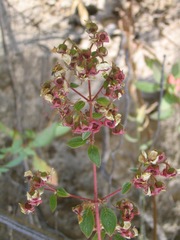 Heterocentron subtriplinervium