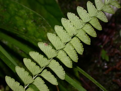 Osmolindsaea odorata