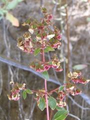 Heterocentron subtriplinervium