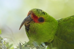 Enicognathus leptorhynchus