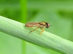 Platycheirus quadratus