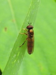 Platycheirus quadratus