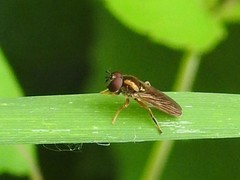 Platycheirus quadratus