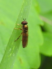 Platycheirus quadratus