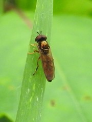 Platycheirus quadratus
