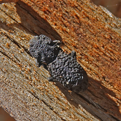 Phloeodes diabolicus