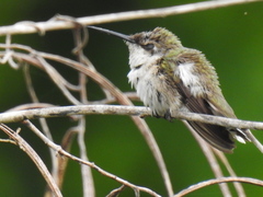 Calypte costae