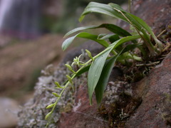 Liparis laurisilvatica