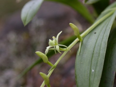 Liparis laurisilvatica