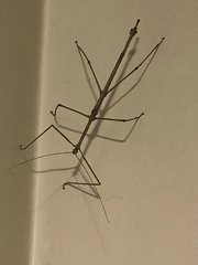 Cladomorphus phyllinus