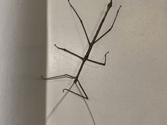 Cladomorphus phyllinus