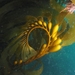 Kelp Gigante - Photo (c) kade, algunos derechos reservados (CC BY-NC), subido por kade