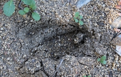 Odocoileus hemionus californicus