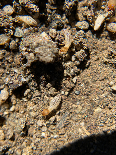 iNaturalist observation photo of Long-jawed Desert Termites