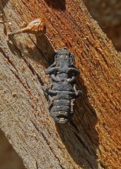 Phloeodes diabolicus