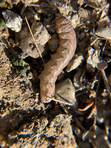 iNaturalist observation photo of Cutworms and Dart Moths