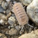 Benito's Reclined Pill Woodlouse - Photo (c) David Rankin, some rights reserved (CC BY-NC), uploaded by David Rankin