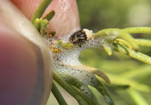 iNaturalist observation photo of Spittlebugs and Froghoppers