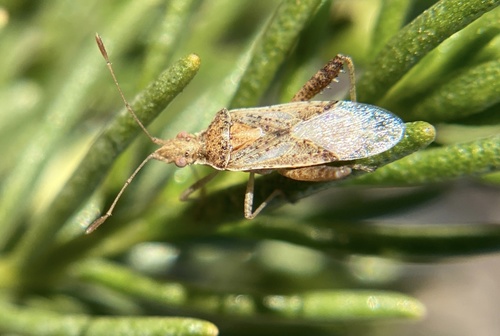 iNaturalist observation photo of Harmostes