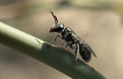 iNaturalist observation photo of Metallic Sweat Bees