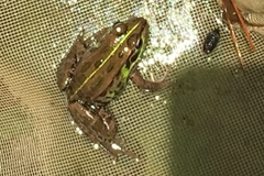 Pelophylax porosus porosus