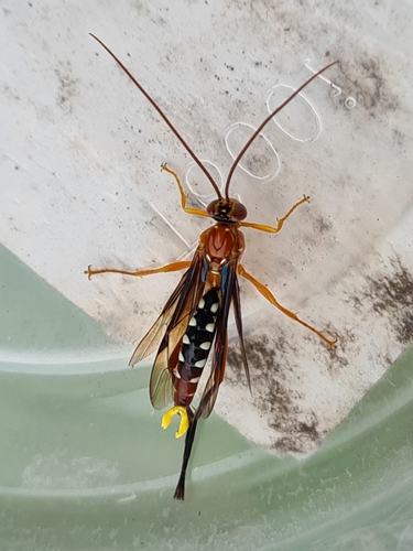 Orchid Dupe Wasp