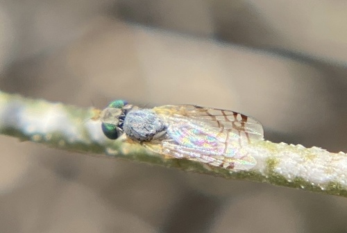iNaturalist observation photo of Trupanea imperfecta