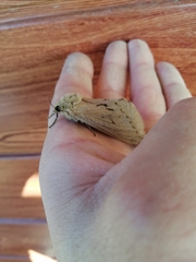 Callipielus arenosus