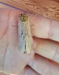 Callipielus arenosus