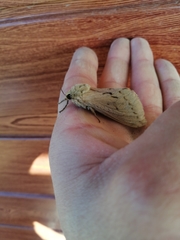 Callipielus arenosus