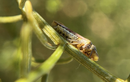 iNaturalist observation photo of Smoketree Sharpshooter