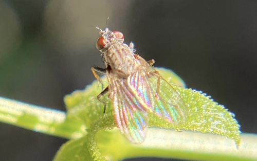 iNaturalist observation photo of Muscoid Flies