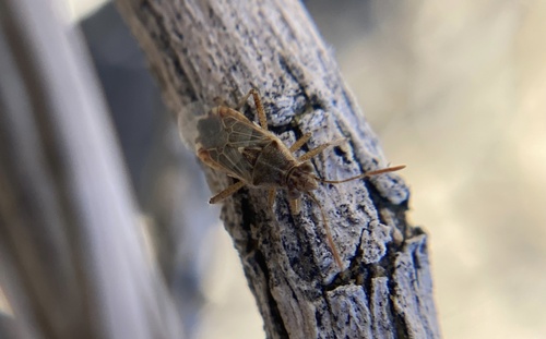iNaturalist observation photo of Hyaline Grass Bug